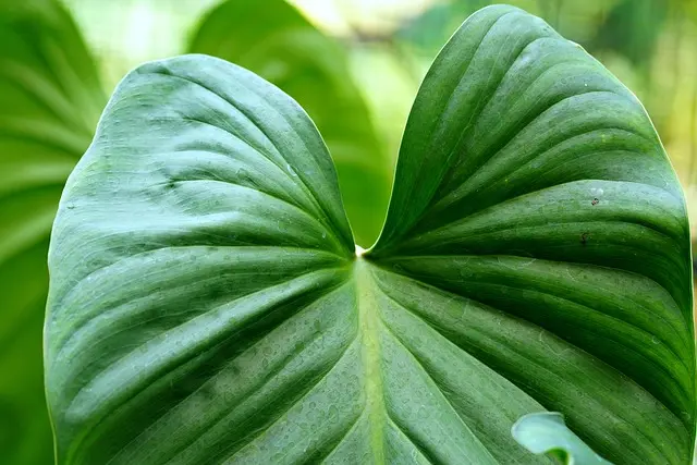 Cómo Planificar un Viaje Ecológico a Destinos Únicos