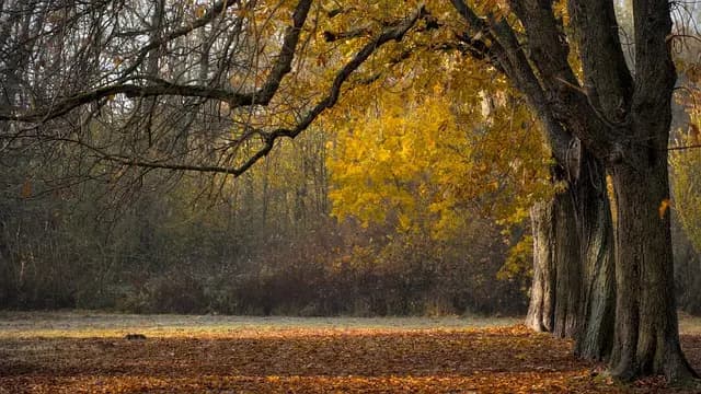 Los Mejores Destinos Únicos para Visitar en Otoño