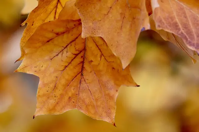 Descubre los 5 Destinos Únicos para Viajar en Otoño