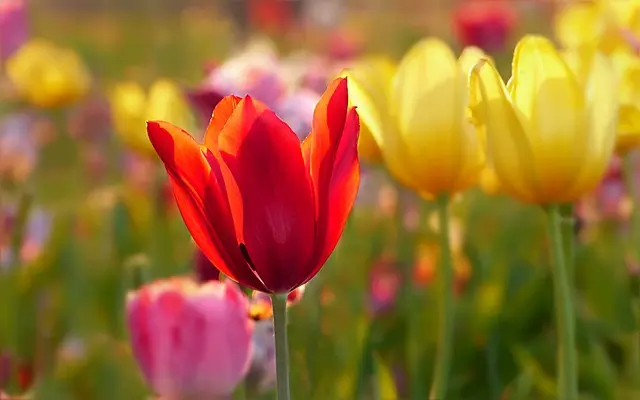 10 Razones Para Visitar Destinos Únicos en Primavera