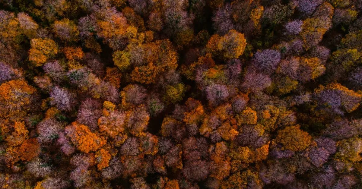 Los Mejores Destinos Únicos para Viajar en Otoño